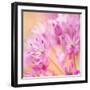 USA, Washington, Seabeck. Close-up of allium blossoms.-Jaynes Gallery-Framed Photographic Print