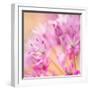 USA, Washington, Seabeck. Close-up of allium blossoms.-Jaynes Gallery-Framed Photographic Print