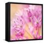 USA, Washington, Seabeck. Close-up of allium blossoms.-Jaynes Gallery-Framed Stretched Canvas