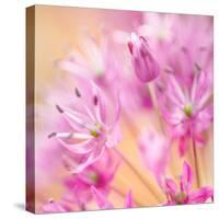 USA, Washington, Seabeck. Close-up of allium blossoms.-Jaynes Gallery-Stretched Canvas