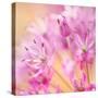 USA, Washington, Seabeck. Close-up of allium blossoms.-Jaynes Gallery-Stretched Canvas