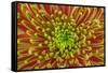 USA, Washington, Seabeck. Close-up of chrysanthemum blossom.-Jaynes Gallery-Framed Stretched Canvas