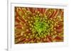 USA, Washington, Seabeck. Close-up of chrysanthemum blossom.-Jaynes Gallery-Framed Photographic Print