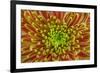 USA, Washington, Seabeck. Close-up of chrysanthemum blossom.-Jaynes Gallery-Framed Photographic Print