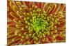 USA, Washington, Seabeck. Close-up of chrysanthemum blossom.-Jaynes Gallery-Mounted Photographic Print