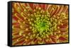 USA, Washington, Seabeck. Close-up of chrysanthemum blossom.-Jaynes Gallery-Framed Stretched Canvas