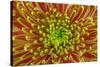 USA, Washington, Seabeck. Close-up of chrysanthemum blossom.-Jaynes Gallery-Stretched Canvas