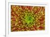 USA, Washington, Seabeck. Close-up of chrysanthemum blossom.-Jaynes Gallery-Framed Photographic Print