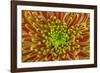 USA, Washington, Seabeck. Close-up of chrysanthemum blossom.-Jaynes Gallery-Framed Photographic Print