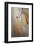 USA, Washington, Seabeck. Close-up of hazelnut leaves.-Jaynes Gallery-Framed Photographic Print