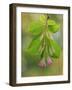 USA, Washington, Seabeck. Close-up of weigela blossoms and leaves.-Jaynes Gallery-Framed Photographic Print