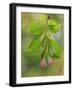 USA, Washington, Seabeck. Close-up of weigela blossoms and leaves.-Jaynes Gallery-Framed Photographic Print