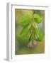 USA, Washington, Seabeck. Close-up of weigela blossoms and leaves.-Jaynes Gallery-Framed Photographic Print