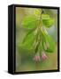 USA, Washington, Seabeck. Close-up of weigela blossoms and leaves.-Jaynes Gallery-Framed Stretched Canvas
