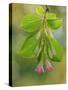 USA, Washington, Seabeck. Close-up of weigela blossoms and leaves.-Jaynes Gallery-Stretched Canvas