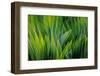 USA, Washington, Seabeck. Composite of iris leaves.-Jaynes Gallery-Framed Photographic Print