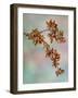 USA, Washington, Seabeck. Crabapple branches in spring.-Jaynes Gallery-Framed Photographic Print