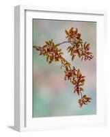 USA, Washington, Seabeck. Crabapple branches in spring.-Jaynes Gallery-Framed Photographic Print
