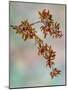 USA, Washington, Seabeck. Crabapple branches in spring.-Jaynes Gallery-Mounted Photographic Print