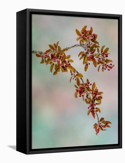 USA, Washington, Seabeck. Crabapple branches in spring.-Jaynes Gallery-Framed Stretched Canvas