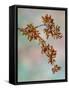 USA, Washington, Seabeck. Crabapple branches in spring.-Jaynes Gallery-Framed Stretched Canvas