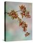 USA, Washington, Seabeck. Crabapple branches in spring.-Jaynes Gallery-Stretched Canvas