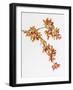 USA, Washington, Seabeck. Crabapple branches in spring.-Jaynes Gallery-Framed Photographic Print