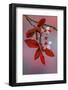 USA, Washington, Seabeck. Flowering plum tree in spring.-Jaynes Gallery-Framed Photographic Print