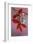 USA, Washington, Seabeck. Flowering plum tree in spring.-Jaynes Gallery-Framed Photographic Print