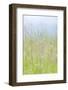 USA, Washington, Seabeck. Grasses in Motion-Jaynes Gallery-Framed Photographic Print