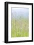 USA, Washington, Seabeck. Grasses in Motion-Jaynes Gallery-Framed Photographic Print