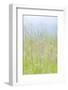 USA, Washington, Seabeck. Grasses in Motion-Jaynes Gallery-Framed Photographic Print