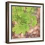 USA, Washington, Seabeck. Maple branch and spring leaves close-up.-Jaynes Gallery-Framed Photographic Print