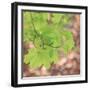 USA, Washington, Seabeck. Maple branch and spring leaves close-up.-Jaynes Gallery-Framed Photographic Print
