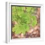 USA, Washington, Seabeck. Maple branch and spring leaves close-up.-Jaynes Gallery-Framed Photographic Print