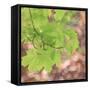 USA, Washington, Seabeck. Maple branch and spring leaves close-up.-Jaynes Gallery-Framed Stretched Canvas