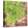 USA, Washington, Seabeck. Maple branch and spring leaves close-up.-Jaynes Gallery-Stretched Canvas