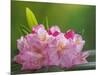 USA, Washington, Seabeck. Pacific Rhododendron flowers close-up.-Jaynes Gallery-Mounted Photographic Print