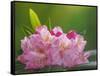 USA, Washington, Seabeck. Pacific Rhododendron flowers close-up.-Jaynes Gallery-Framed Stretched Canvas