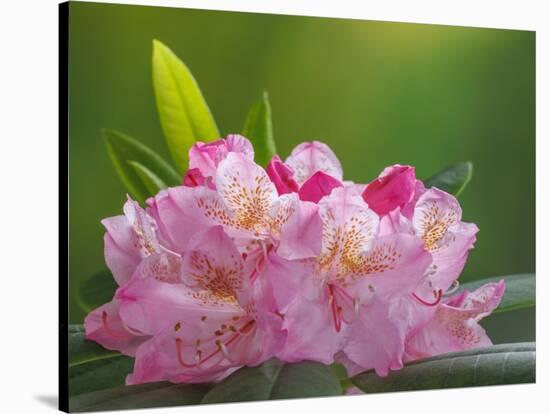 USA, Washington, Seabeck. Pacific Rhododendron flowers close-up.-Jaynes Gallery-Stretched Canvas