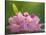 USA, Washington, Seabeck. Pacific Rhododendron flowers close-up.-Jaynes Gallery-Stretched Canvas