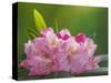 USA, Washington, Seabeck. Pacific Rhododendron flowers close-up.-Jaynes Gallery-Stretched Canvas