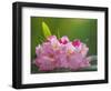 USA, Washington, Seabeck. Pacific Rhododendron flowers close-up.-Jaynes Gallery-Framed Photographic Print