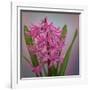 USA, Washington, Seabeck. Pink hyacinth flowers.-Jaynes Gallery-Framed Photographic Print