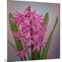 USA, Washington, Seabeck. Pink hyacinth flowers.-Jaynes Gallery-Mounted Photographic Print