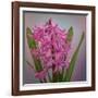 USA, Washington, Seabeck. Pink hyacinth flowers.-Jaynes Gallery-Framed Photographic Print