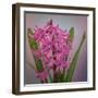 USA, Washington, Seabeck. Pink hyacinth flowers.-Jaynes Gallery-Framed Photographic Print