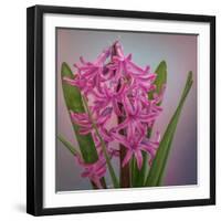 USA, Washington, Seabeck. Pink hyacinth flowers.-Jaynes Gallery-Framed Photographic Print