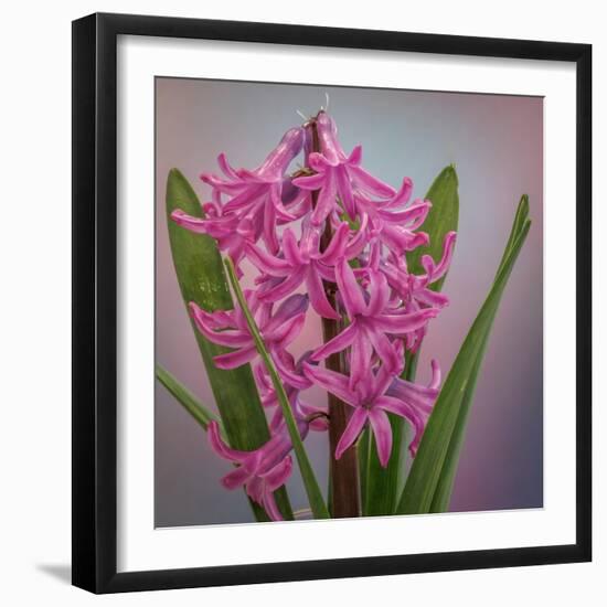 USA, Washington, Seabeck. Pink hyacinth flowers.-Jaynes Gallery-Framed Photographic Print