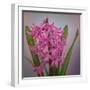 USA, Washington, Seabeck. Pink hyacinth flowers.-Jaynes Gallery-Framed Photographic Print